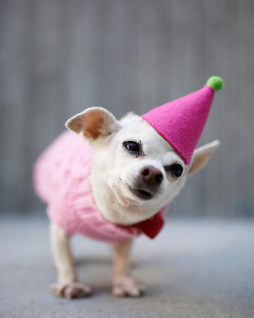 PARTY HAT FOR DOGS AND CATS. 100% WOOL FELT WITH A POMPOM. BIRTHDAY CELEBRATION PARTY.