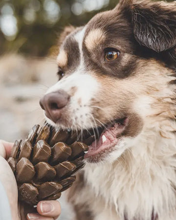 Treat Dispensing Dog Toy - Pine Cones
