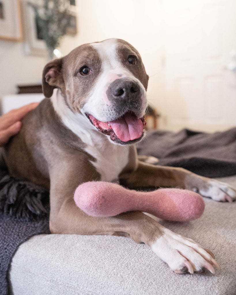 DOG BONE MADE OF 100% ORGANIC WOOL FELT DENSELY PACKED. ECO FRIENDLY. DURABLE. SMALL AND LARGE. PINK HELD BY PITBULL.