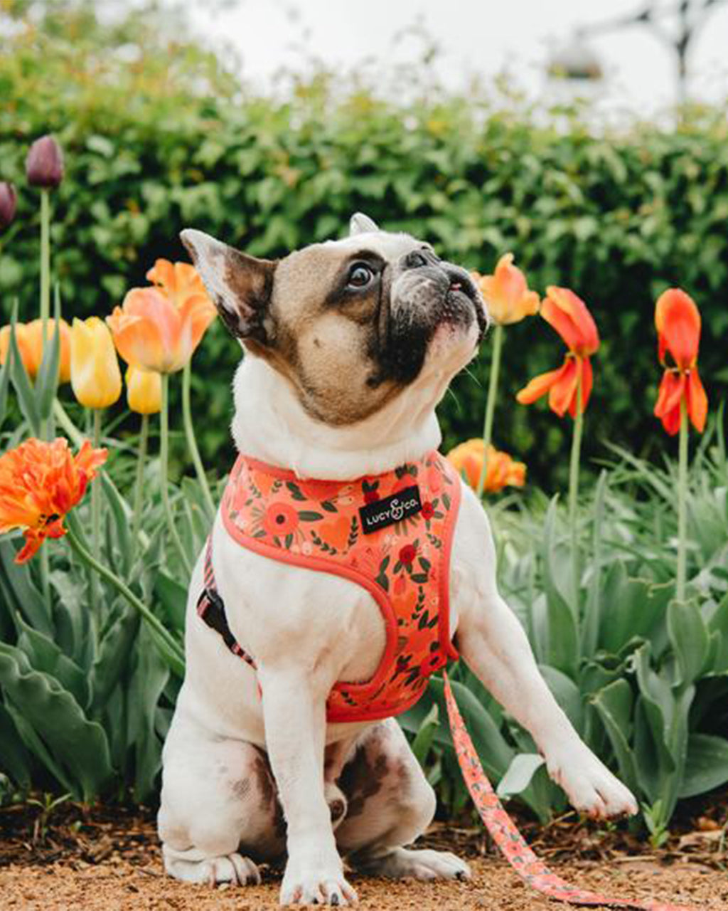 REVERSIBLE HARNESS by Lucy & Co – MODERNBEAST