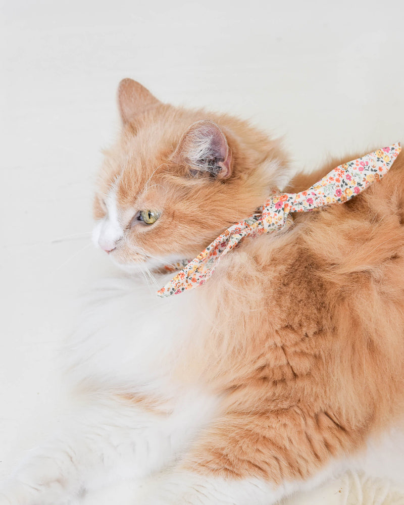 Floral necktie for dogs and cat. Like a rolled bandana but less fuss. Necktie on fluffy cat.